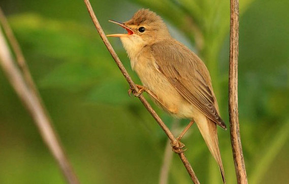 2. Beaver coppicing creates varied habitats that take great effort for us to recreate. Osier beds, once grown for wicker, were a favoured haunt of Britain’s vanished MARSH WARBLERS. These master mimics remain common in the willow-nibbled scrub-lands of Poland’s beaverish rivers.