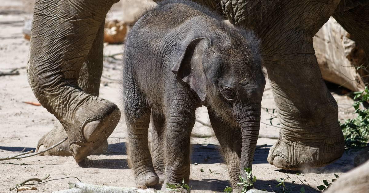 gabonn's tweet photo. Vor einer Woche geboren: Kölner Zoo tauft Elefanten-Nachwuchs „Leev Ma Rie“ #Koeln #Zoo #Paveier https://t.co/JdU7QRTEnf https://t.co/k1mTzd1r4S