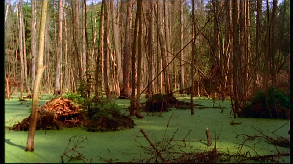 1. Should beavers move to The Lodge & help run the RSPB? Perhaps not – but they can help our NGOs restore complex habitats, beloved by a range of vanishing birds. Birds that, so far, conventional conservation has often failed to restore. Welcome to a thread about BEAVER BIRDS.