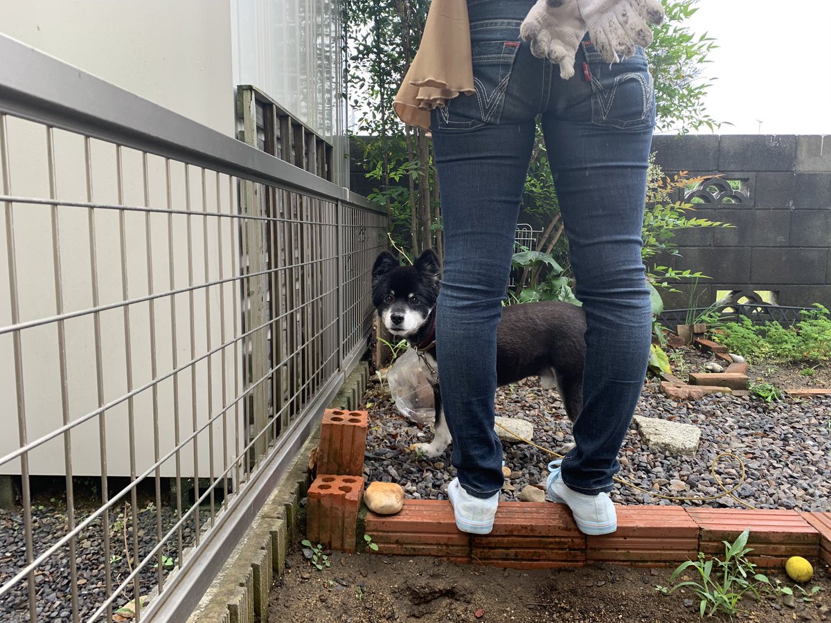 DgOyiOXJO3FFimW's tweet photo. はい、ひょっこりはん🐶(古ッ!!笑)

#ミックス犬 #ひょっこり #犬のいる暮らし #犬好きさんと繋がりたい https://t.co/HAREGpygaV