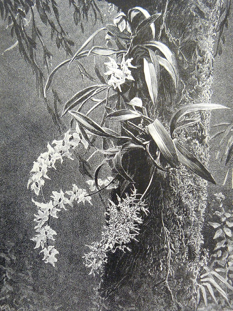 MattWestbrook's tweet photo. A great session today in #silentorchidsumnerschool Rodgrigo Orrantia spoke about the impact of 19thC orchid hunters on the inhabitants, economy &amp;environment of S.America &amp; photography’s role.This engraving was based on a photo by Albert Millican.The hunt for the original goes on! https://t.co/zK6f7BL64k