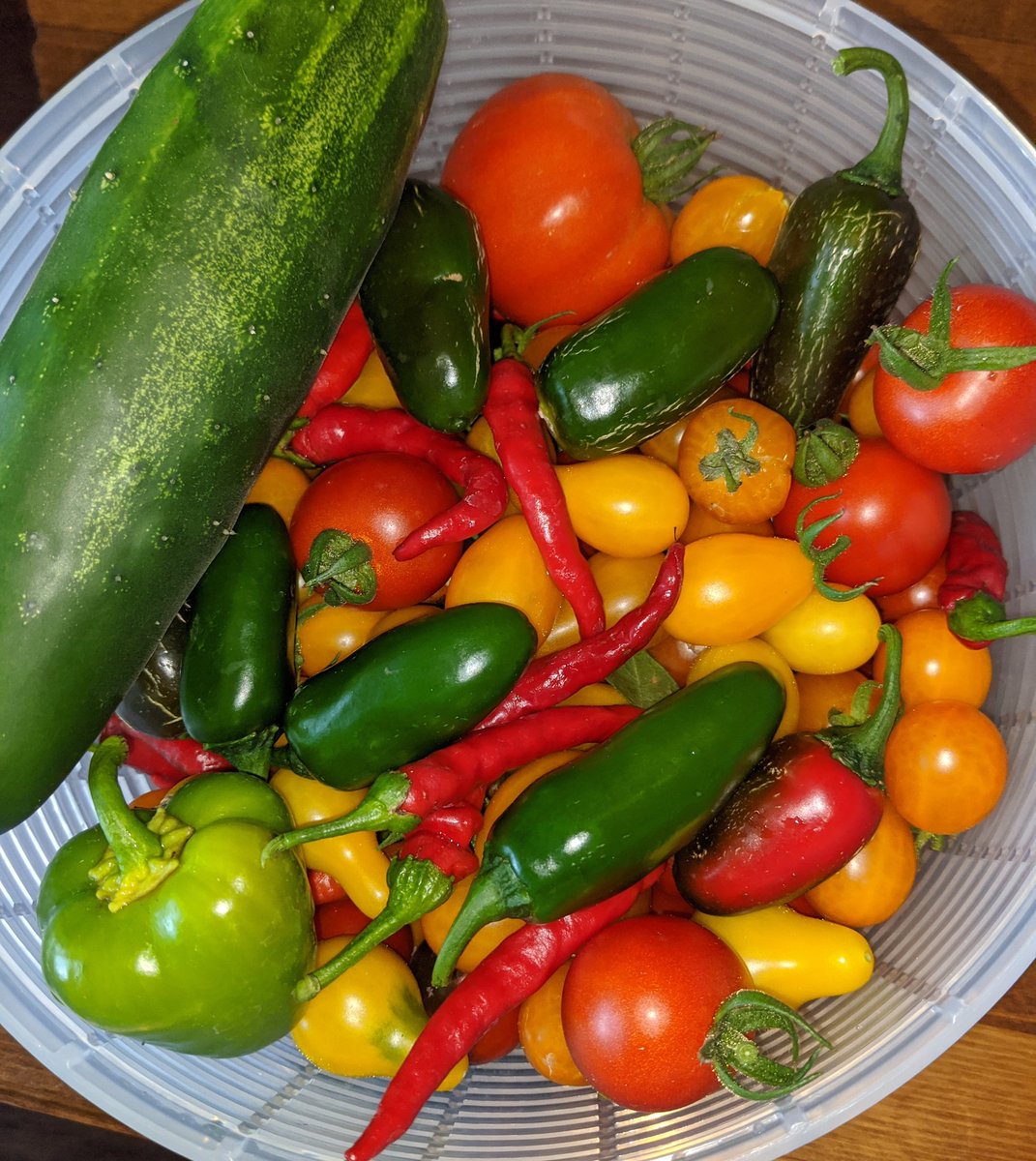 traderDanielle's tweet photo. Today's harvest - what should I make!? 

#gardening #recipes #RecipeOfTheDay #vegetables #tomatoes #jalapenos #serano #FridayVibes https://t.co/Lp0Cwg6t3r