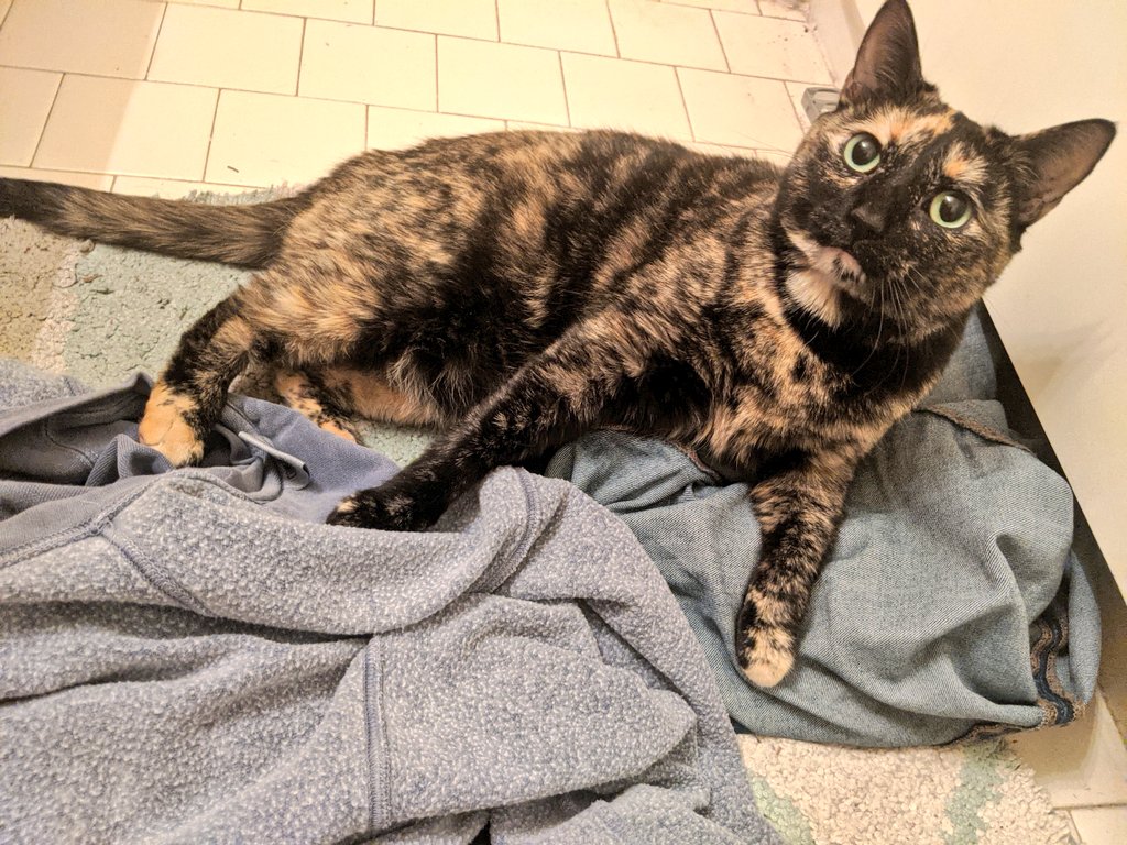 district12kitty's tweet photo. @YANGS1K @CatsForYang @AndrewYang Lol right. Here are my #CatsForYang https://t.co/V1tN7NDsaf