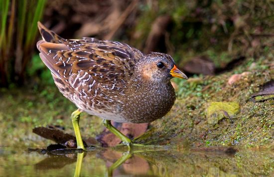 3. Fenland species, now rare or largely vanished as breeding birds, like the cryptic SPOTTED CRAKE, nest mainly in sedge-beds and fens that are soggy but not prone to sudden floods. The trapped backlog of shallow, still water, behind larger beaver dams, maintains such conditions.