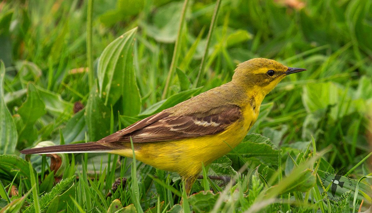 5. The delightful beacon of YELLOW WAGTAILS can still be seen bobbing through damp grasslands, in spring, in search of food. As the grasses rise, the wagtails will conceal their nests. Shallow flooded grassland, slowly drying, whilst growing, is another beaverish benefit.