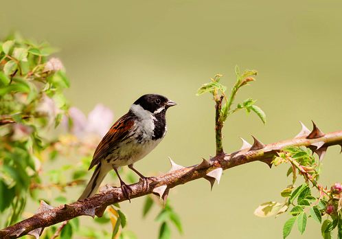 4. The fast-declining REED BUNTING is a perfect example of a stream-side beaver bird. Singing from herbaceous bushes amid reeds or damp grass, where it sings is not where it feeds. Where it feeds – is not where it nests. Beavers effect its mosaic habitat more readily than us.