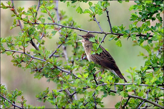 6. The mouse-like GRASSHOPPER WARBLER provides a fishing-reel soundtrack in our successional scrublands. Amongst our fussiest birds, it favours young thorn as it pushes through grassland or reed. Creating such fine-scale habitat is a beaver’s job. And they do it time and again.