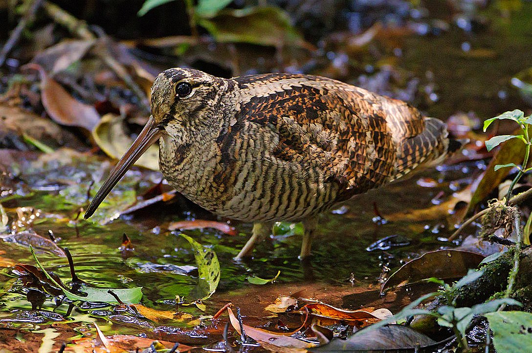 8. WOODCOCK, which nest on drier soils but probe for earthworms in damp ones, often in small woodland glades, are beaver beneficiaries as well. As dammed waters slowly sink into the woodland soil, the habitat of this crepuscular, worm-eating, squeaking bat-like bird is born anew.