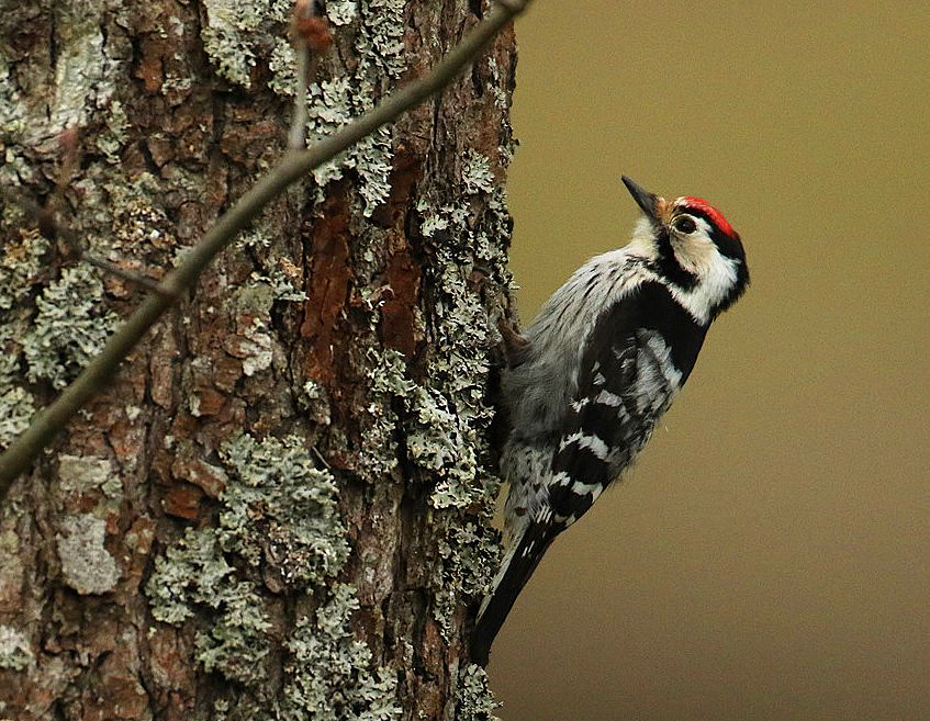 9. If beavers felled every tree in their territory, entire ecosystems would have collapsed millions of years ago. Instead, a richly-varied wetland forest develops in their wake. Decades later, rotting waterside alders become prime homes for LESSER-SPOTTED WOODPECKERS.