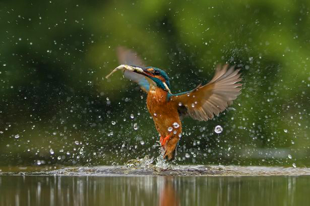 10. Beavers would give any fisheries manager a run for their money, which is why I'm glad to hear that  @AnglingTrust will welcome beavers back with open arms. Beaver ponds are warm at the top, but cool at the bottom, providing diverse spawning grounds – and KINGFISHER havens!