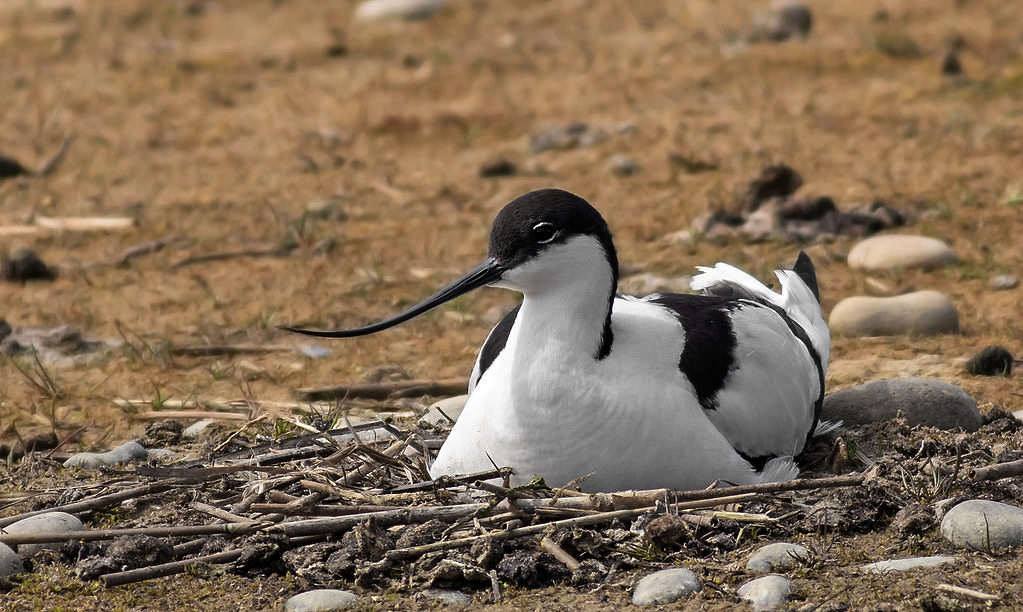 11. Ever wondered where AVOCETS nested before nice conservationists created gravel scrapes in JCB-dug ponds? In Polish rivers like the Bug, these curvaceous critters haunt the shingle banks formed against dams in the middle of rivers: rivers that beavers have bent to their will.