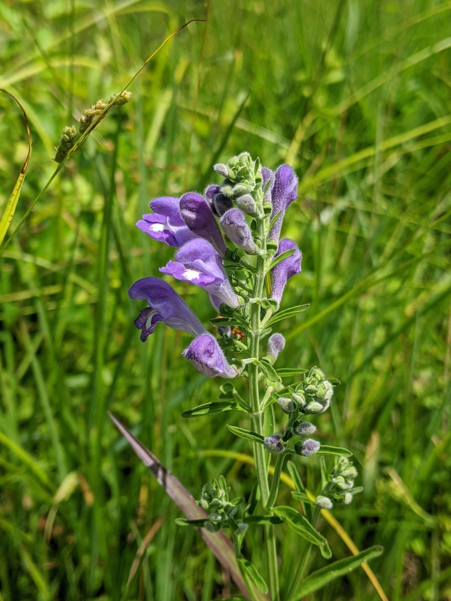 WinterthurBloom's tweet image. Scutellaria integrifolia in Armor Farm Meadow.
