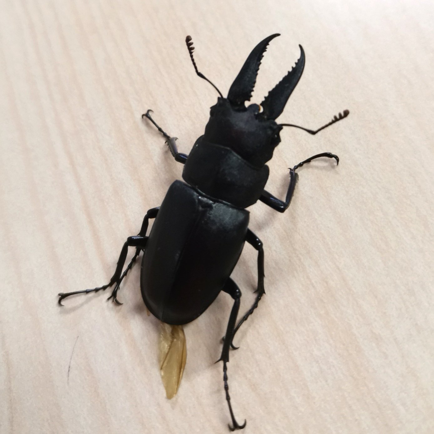 スベガニ がにこ 夜勤はクワガタによく出会う ニッパーみたいな歯がかわいい O O ノコギリクワガタかな T Co 33zwdjhsdd Twitter