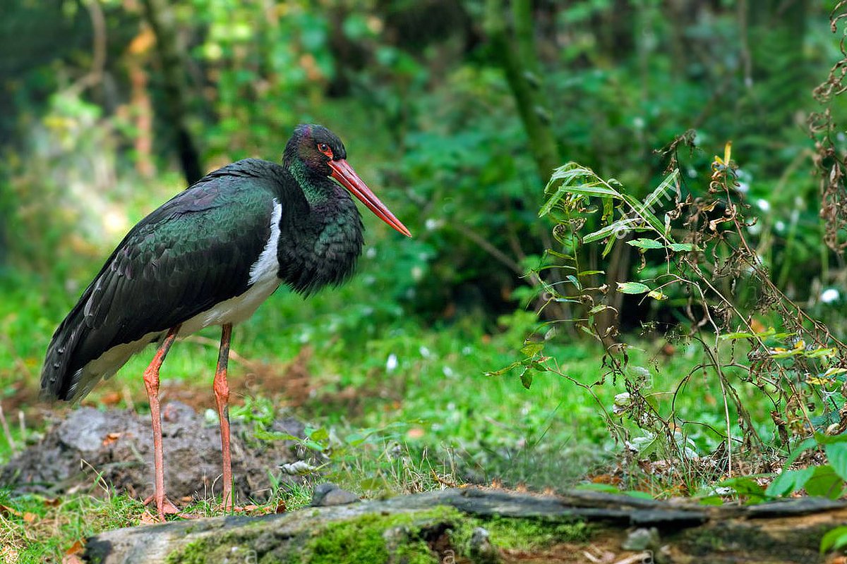 12. Beavers once stewarded, created and maintained the habitats for dozens of specialised birds, and perhaps those we have forgotten once lived here, such as the swampy BLACK STORKS of early Holocene Britain. It’s time to put beavers to work. Next up – Beaver Butterflies.