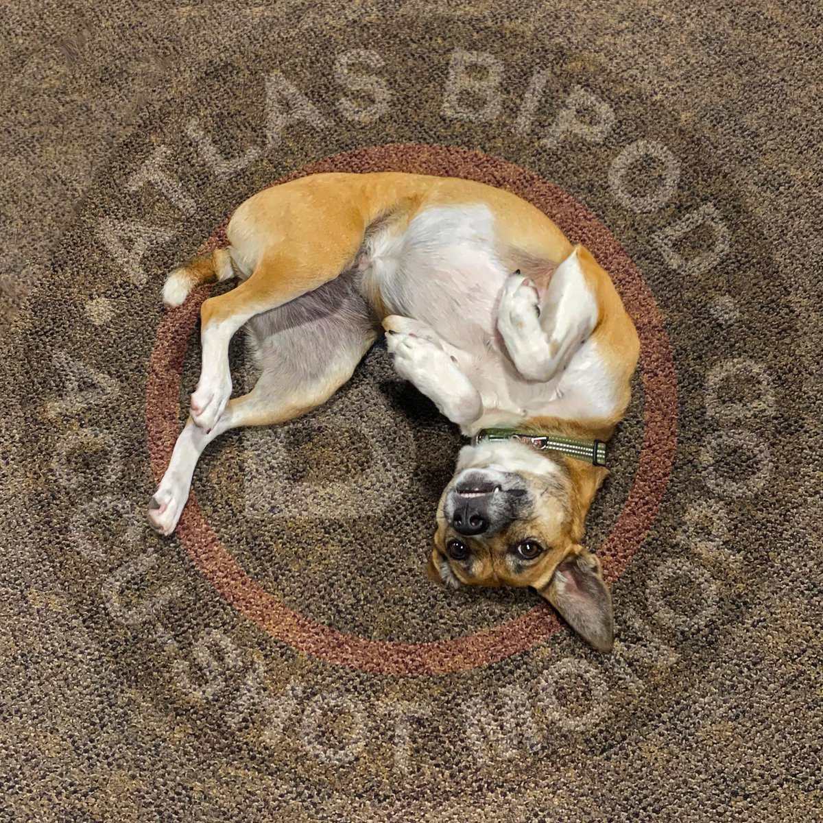 btindllc's tweet photo. When itโs #NationalBringYourDogToWorkDay but you go to work everyday. ๐ถ๐บ๐ธ
#ShopDogLife #WeAreSupport #DogsofTwitter #AtlasBipod #AccuShotMonopod #FridayMood https://t.co/v87xO8BatY