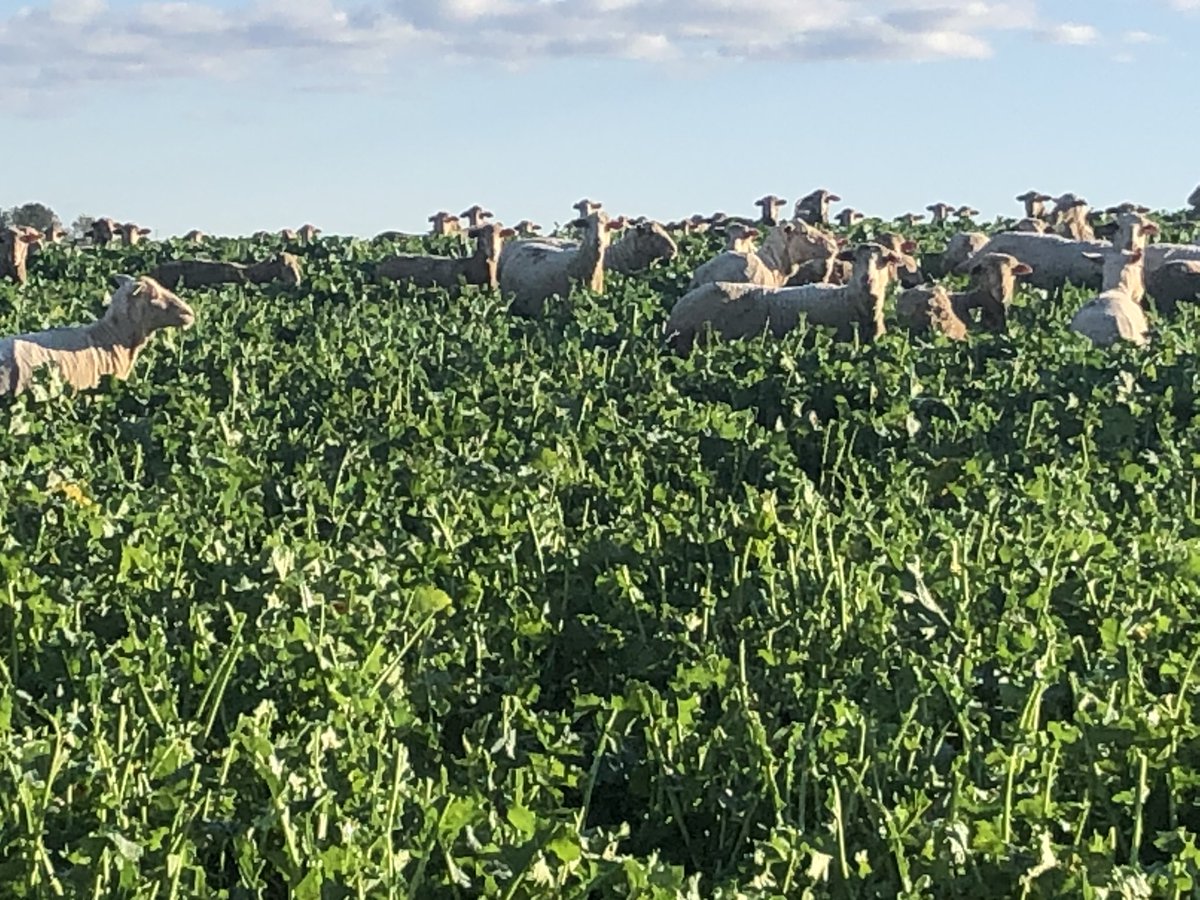 luvfarming's tweet photo. Wondering whether they will make it to the other end of this Paddick before August 15 when it’s time to close the gate #grazing crops #canola970 #cantcontrolit 1700sheep but need 17000 I reckon https://t.co/C6eAVYi8oe