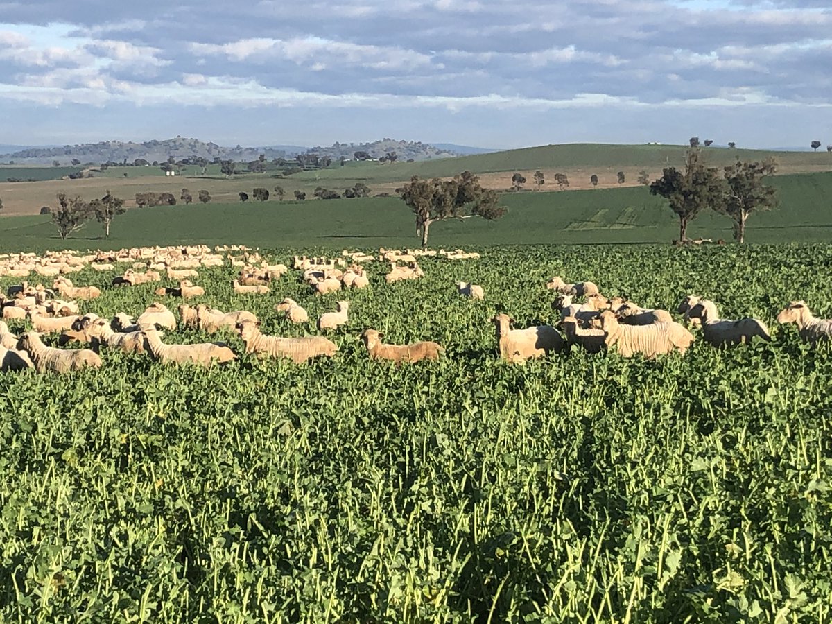 luvfarming's tweet photo. Wondering whether they will make it to the other end of this Paddick before August 15 when it’s time to close the gate #grazing crops #canola970 #cantcontrolit 1700sheep but need 17000 I reckon https://t.co/C6eAVYi8oe