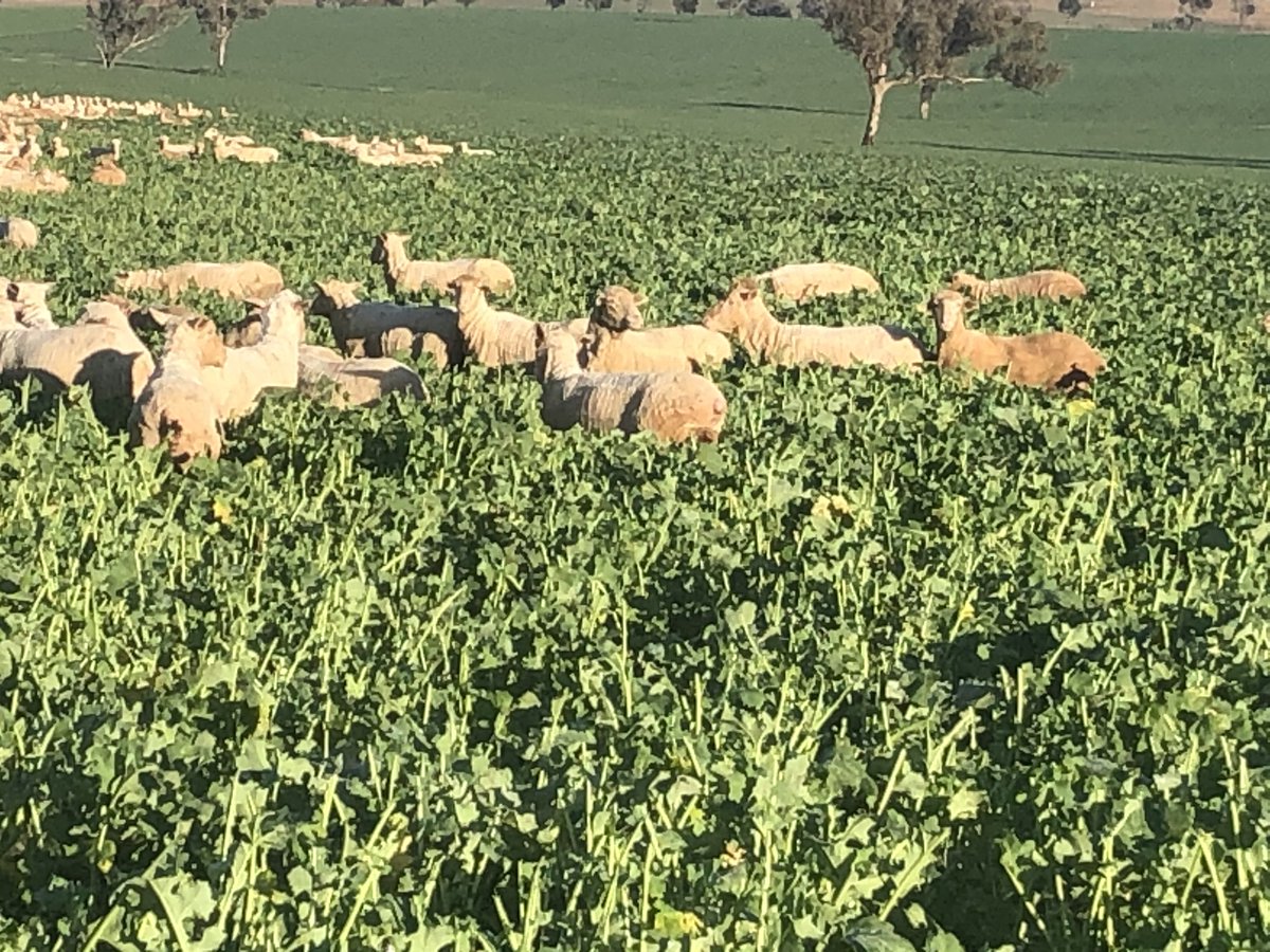 luvfarming's tweet photo. Wondering whether they will make it to the other end of this Paddick before August 15 when it’s time to close the gate #grazing crops #canola970 #cantcontrolit 1700sheep but need 17000 I reckon https://t.co/C6eAVYi8oe