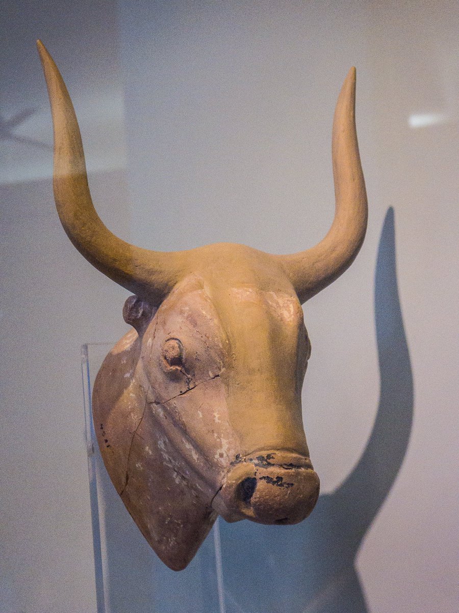 Four clay rhytons in the form of bulls' heads. Findspots are Knossos, Zakros, Palaikastro and Mochlos; dates between 1500 and 1370 BC. All currently in the Heraklion Archaeological Museum. #MuseumsUnlocked