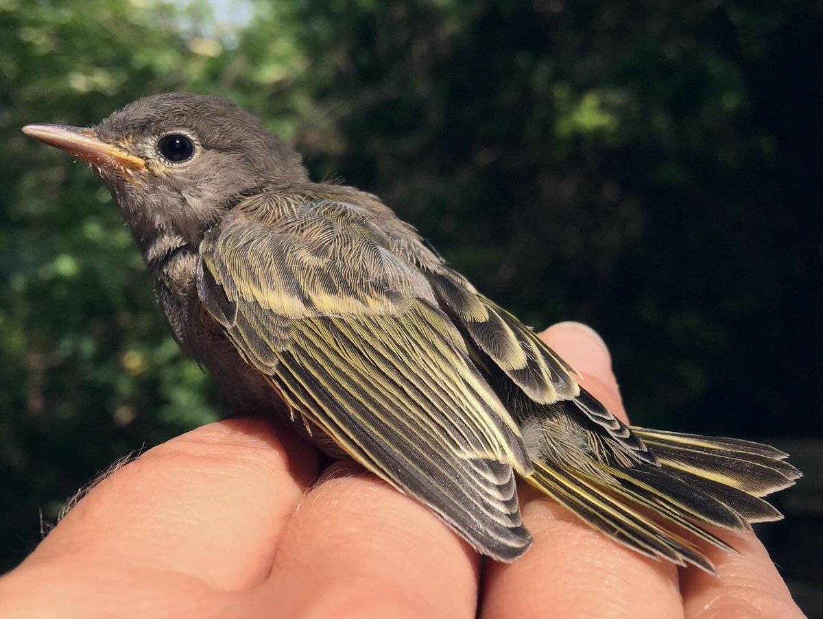 BSBOBIRD's tweet photo. #FledglingFriday spotlight bird: the Yellow Warbler.
Unlike their sunshine yellow parents, young YEWA fresh out of the nest are a dusky gray with only hints of yellow in the wings and tail.
This floofy gray appearance will quickly disappear though as young birds begin to molt. https://t.co/KRGRbt76yf