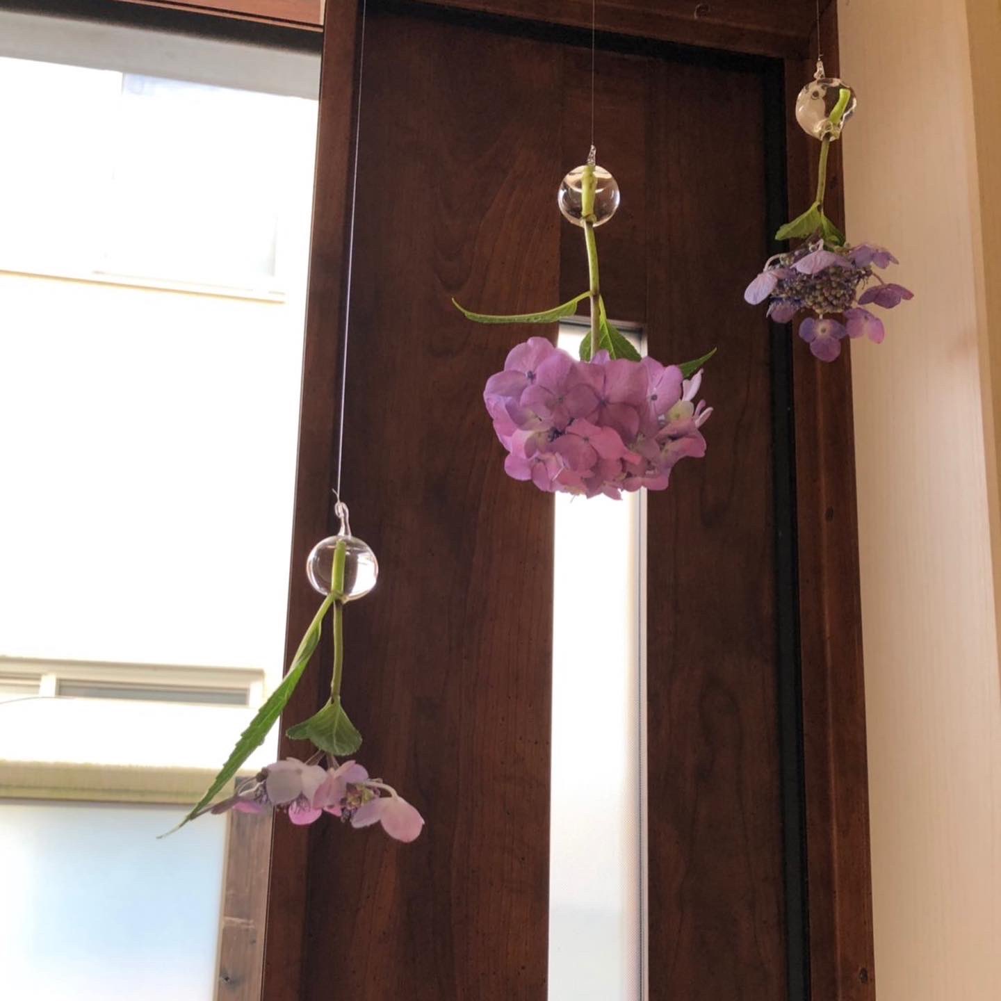 Happaya Kyoto 玄関に紫陽花を逆さまに吊るすと金運が上がるとかなんとか 調べてみたら本当に出て来たのでやってみました お花いけ 紫陽花 アジサイ 金運上がるそうです 平野神社 平野櫻市出店します 平野神社櫻皇会 T Co Pzovp3dcjw