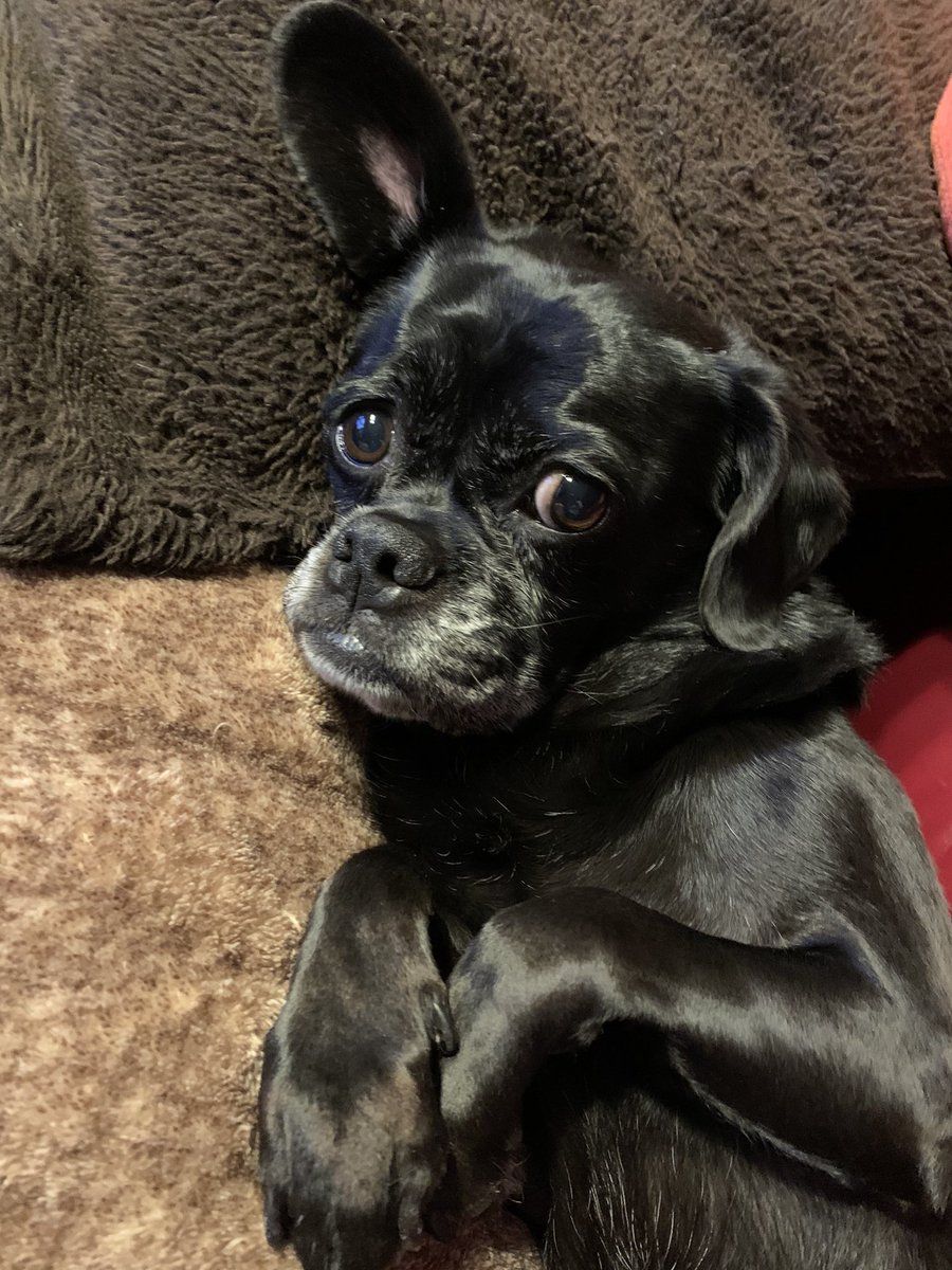 キャンバス ポーチ 雑貨 シーズー コーギー シュナウザー キャバリア グッズ ダックスフンド チワワ ポメラニアン トイプードル 柴犬