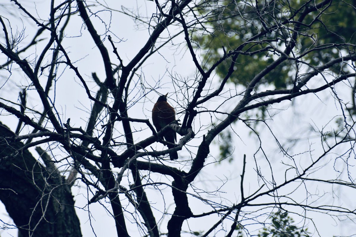 3amSaints's tweet photo. Testing out a new lens
#photographer #photooftheday #birds #Nikon #home https://t.co/DJMttKN78C