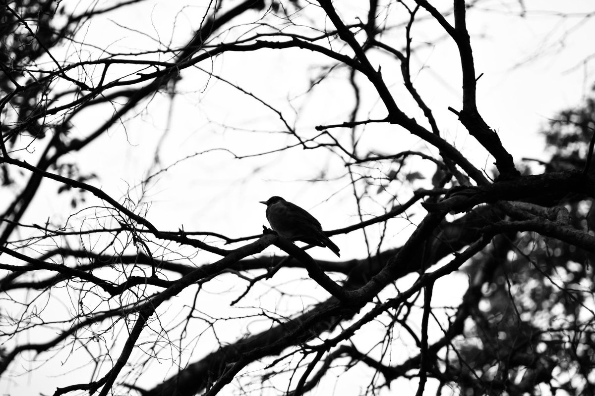 3amSaints's tweet photo. Testing out a new lens
#photographer #photooftheday #birds #Nikon #home https://t.co/DJMttKN78C