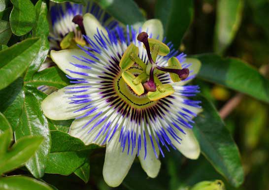 トケイソウのtwitterイラスト検索結果