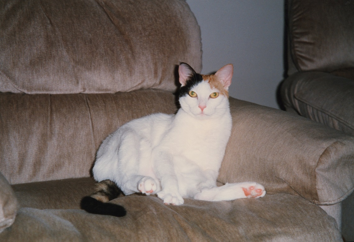 Happy  #CaturdayEve - in going through some old pictures, I came across these of Cali (1994-2003) who lived with us before Molly. These scanned pretty well!  @MissFuzzball,  @grisham_shrew60, &  @SassafrasSassy, what do you think of this beauty? 