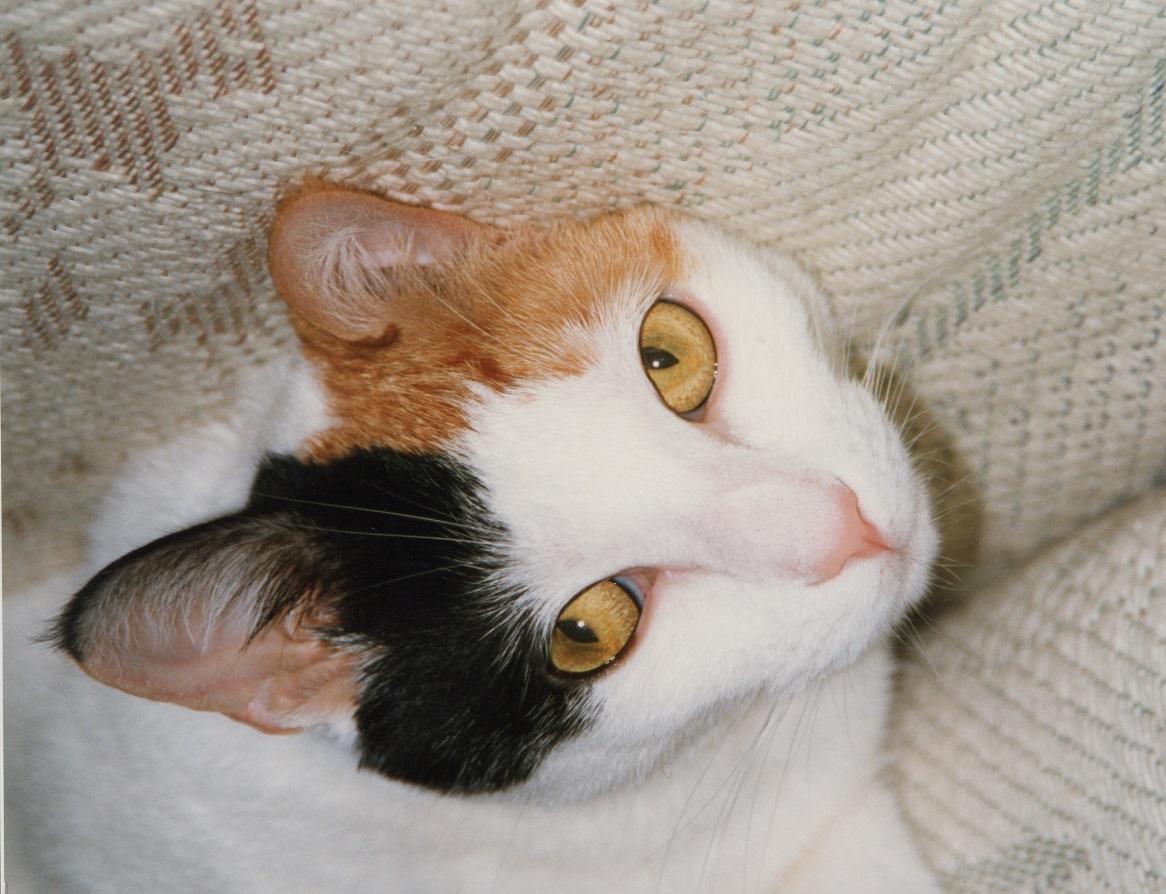 Happy  #CaturdayEve - in going through some old pictures, I came across these of Cali (1994-2003) who lived with us before Molly. These scanned pretty well!  @MissFuzzball,  @grisham_shrew60, &  @SassafrasSassy, what do you think of this beauty? 