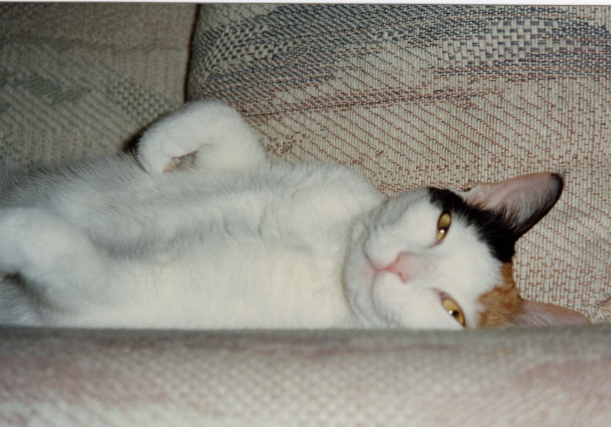 Happy  #CaturdayEve - in going through some old pictures, I came across these of Cali (1994-2003) who lived with us before Molly. These scanned pretty well!  @MissFuzzball,  @grisham_shrew60, &  @SassafrasSassy, what do you think of this beauty? 