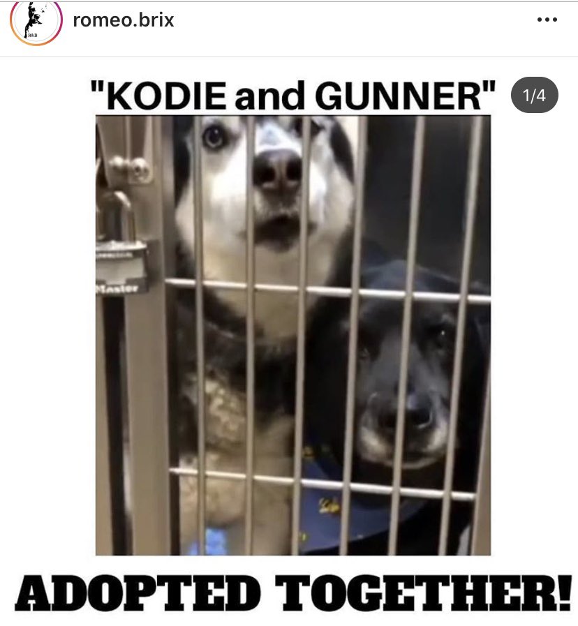 unicorndreams99's tweet photo. 5 x the good news #kodie #gunner #adopted #sabrina #clover #dorito aka dante #allrescued 🎊🎊🎊🎉🎉🎉🎉🎉🎉🎉🎉🎉🎉🎉🎉🎉🎉🎉#California Shelter news❤️❤️❤️❤️thank you to all who shared https://t.co/vOXm61GLRt