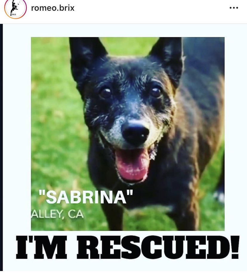 unicorndreams99's tweet photo. 5 x the good news #kodie #gunner #adopted #sabrina #clover #dorito aka dante #allrescued 🎊🎊🎊🎉🎉🎉🎉🎉🎉🎉🎉🎉🎉🎉🎉🎉🎉🎉#California Shelter news❤️❤️❤️❤️thank you to all who shared https://t.co/vOXm61GLRt