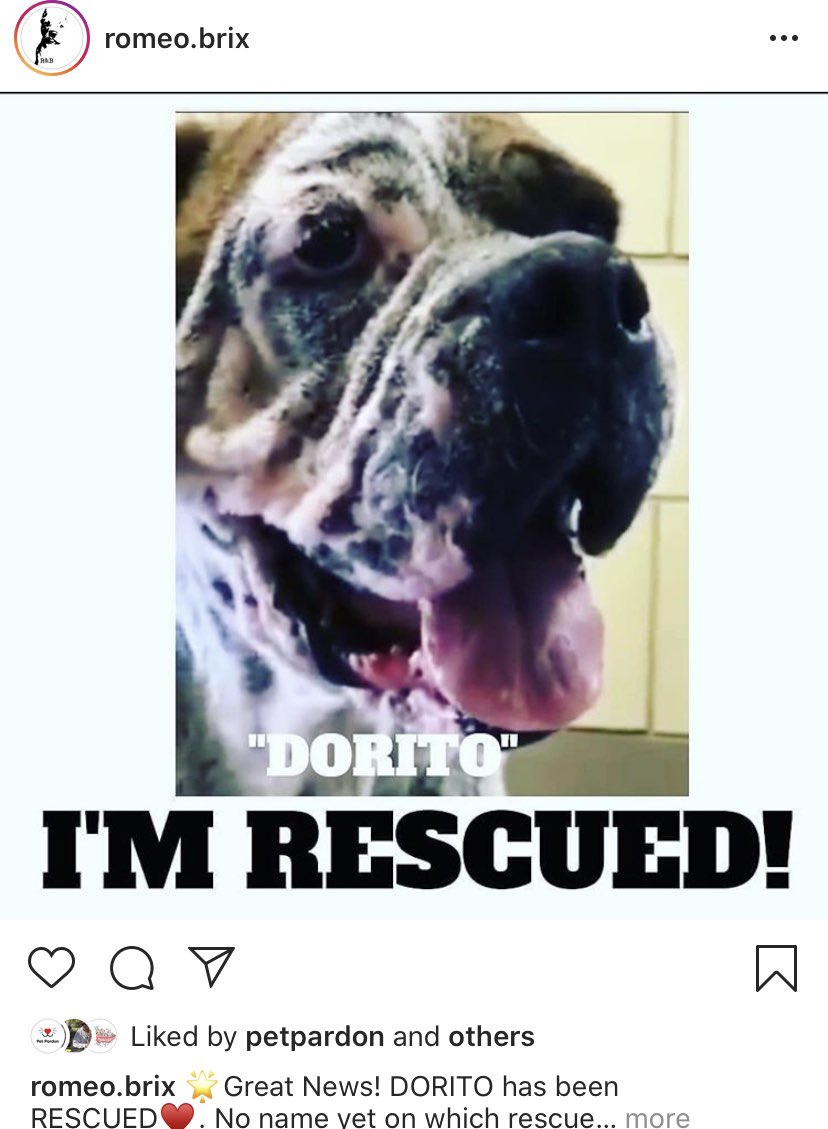 unicorndreams99's tweet photo. 5 x the good news #kodie #gunner #adopted #sabrina #clover #dorito aka dante #allrescued 🎊🎊🎊🎉🎉🎉🎉🎉🎉🎉🎉🎉🎉🎉🎉🎉🎉🎉#California Shelter news❤️❤️❤️❤️thank you to all who shared https://t.co/vOXm61GLRt