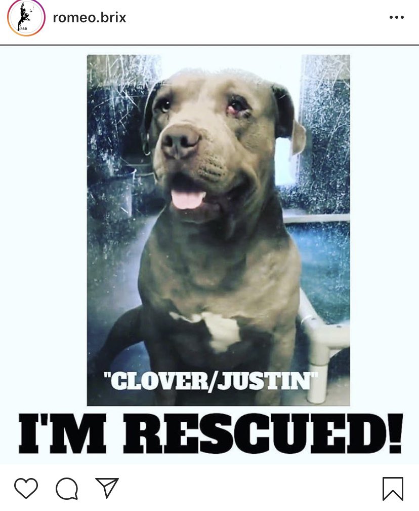 unicorndreams99's tweet photo. 5 x the good news #kodie #gunner #adopted #sabrina #clover #dorito aka dante #allrescued 🎊🎊🎊🎉🎉🎉🎉🎉🎉🎉🎉🎉🎉🎉🎉🎉🎉🎉#California Shelter news❤️❤️❤️❤️thank you to all who shared https://t.co/vOXm61GLRt
