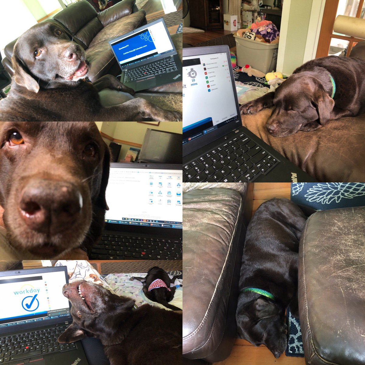 Happy #NationalTakeYourDogToWorkDay! <a href="/takeyourdog/">Take Your Dog To Work Day</a> @GoPetFriendly