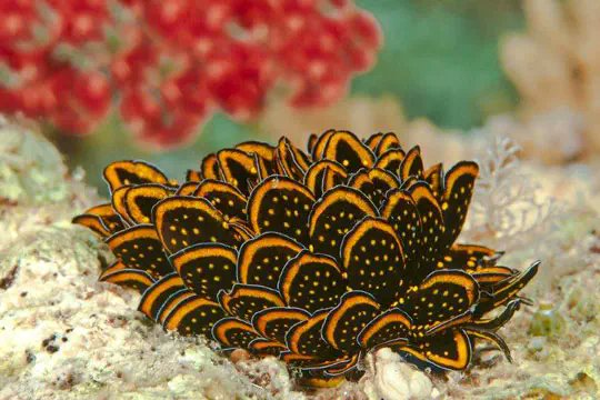 Nudibranchs