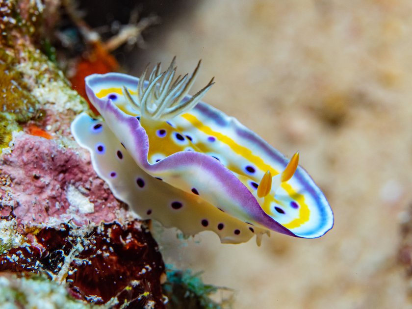 Nudibranchs