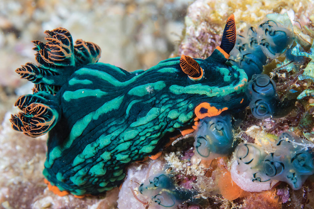 More nudibranchs, they rule