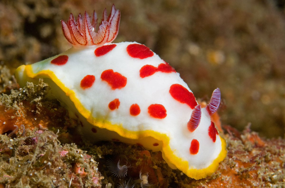 More nudibranchs