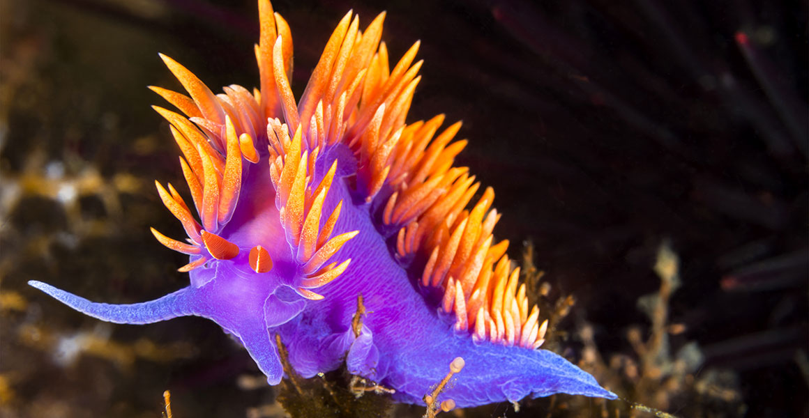 More nudibranchs