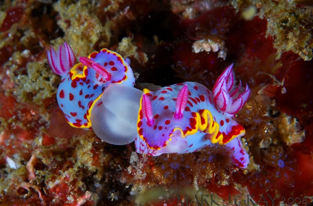More nudibranchs, they rule