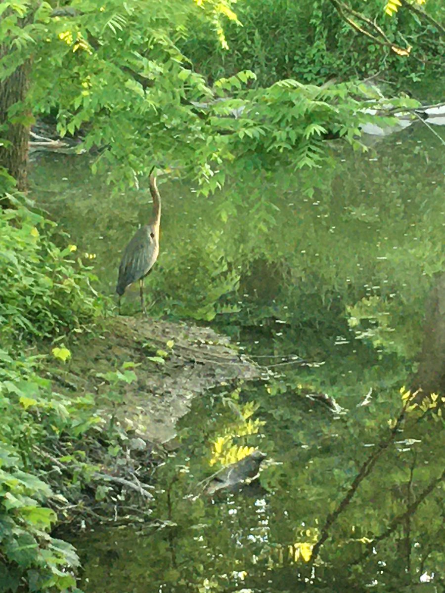 MadameLos's tweet photo. A warm summer’s night,
Such a splendid sight.
#GreatBlueHeron @LSRCA @TownofNewmarket
Still there 90 minutes later. @BirdsCanada_ON
#SummerIsHere #Newmarket #GetOutside #NearNature https://t.co/BVcSJYN9mO