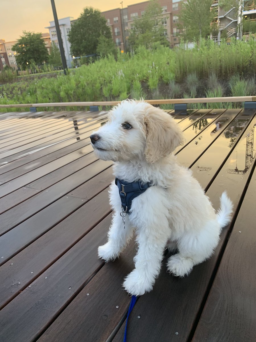 epatel586's tweet photo. Artemis is very happy about #AlethiaTannerPark finally being open. Thanks @NoMaParksDC @EckingtonParks @NoMaBID https://t.co/M1am0G1FYe
