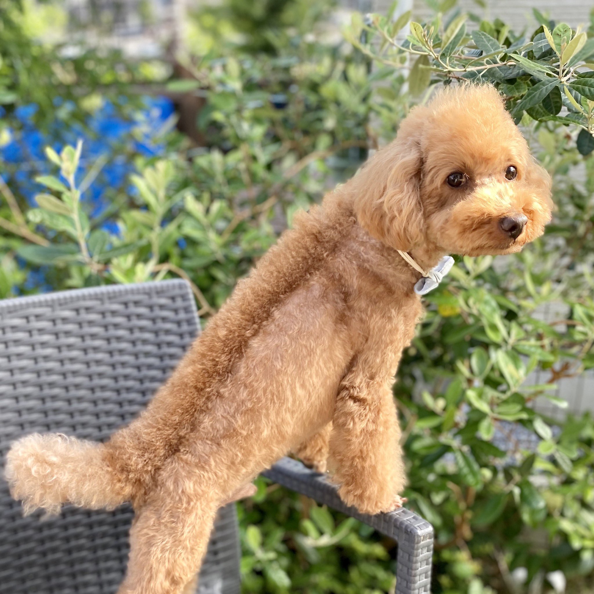Nono ののザウルスだぞー モヒカン タテガミカットのトイプードル モヒカン タテガミカット トイプードル Toypoodle きょうのわんこ うちの子 イッヌ スケボー犬 Nono ののザウルスだぞー モヒカン タテガミカットのトイプードル モヒカン タテガミカット トイプードル Toypoodle きょうのわんこ うちの子 イッヌ スケボー犬