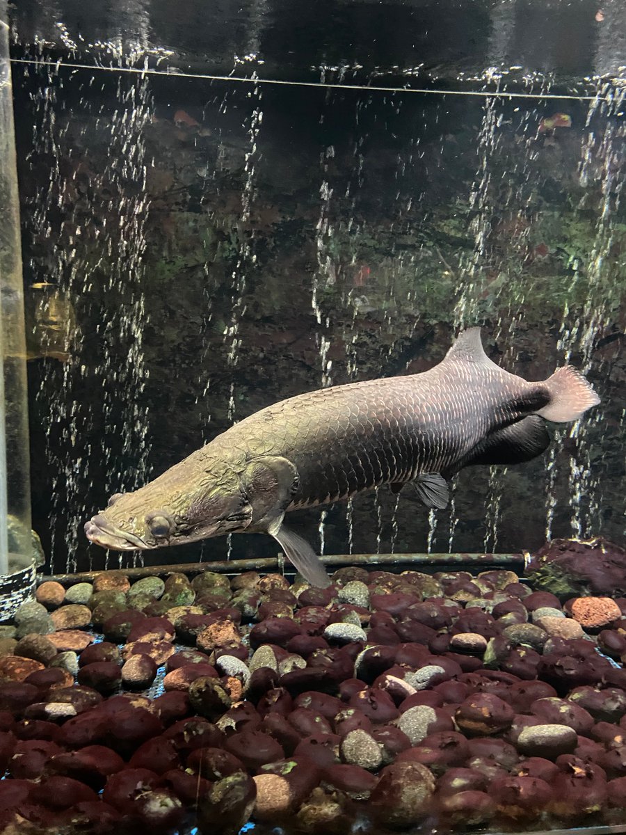 響灘緑地 グリーンパーク 公式 おはようございます 営業部のげんきです 本日6 27日 土 は9 00 17 00開園です 新型コロナウイルス感染症拡大防止のため 一部施設の休館やイベントの中止がございます 詳細はhpにてご確認くださいhttps T Co