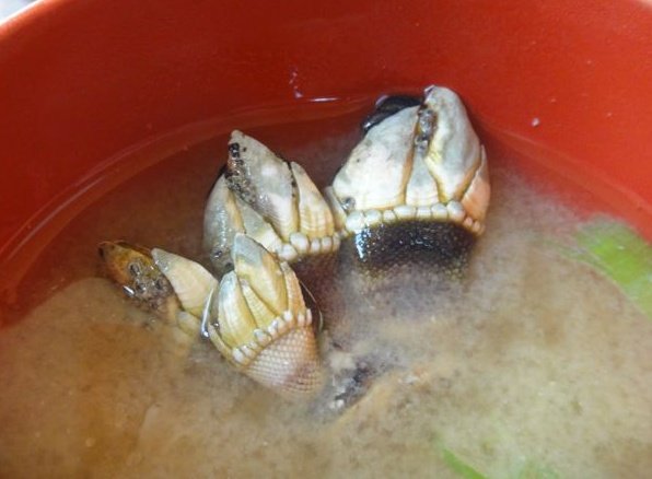 カメノテ 亀の手 はどんな味 美味しい食べ方 料理や毒など注意点も紹介 ちそう