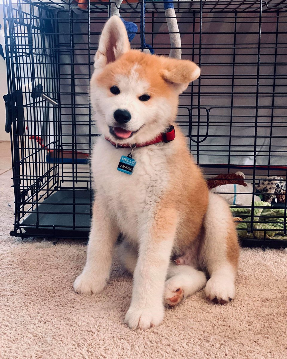 Nexillus's tweet image. Isn't he adorable ? We love him so much. #Dog #akita