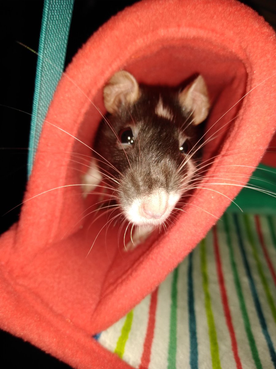 MixitMizz's tweet photo. New hammock, Raven approves. https://t.co/HhkgHSspUB